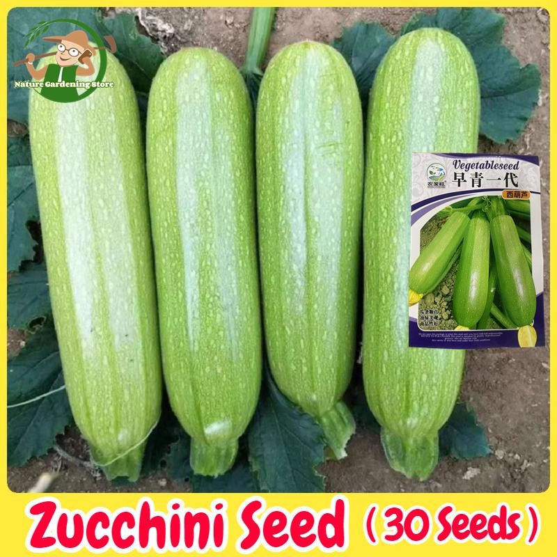 เมล็ดพันธุ์ ซูกินี ประมาณ 30เมล็ด Zucchini Squash Seeds Bottle Gourd Vegetable Seeds เมล็ดซูกินี เมล