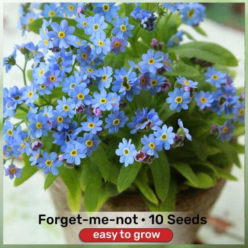 เมล็ดพันธุ์ ดอก ฟอร์เก็ตมีน็อต อย่าลืมฉัน ทนร้อน 10เมล็ด ปลูกง่าย! Forget me not seed Flower Seed เมล็ดพันธุ์ฟอเกตมีนอต