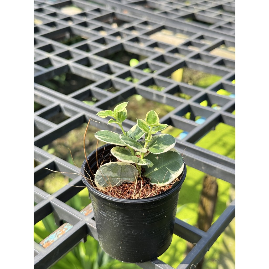 มุมมอง 4