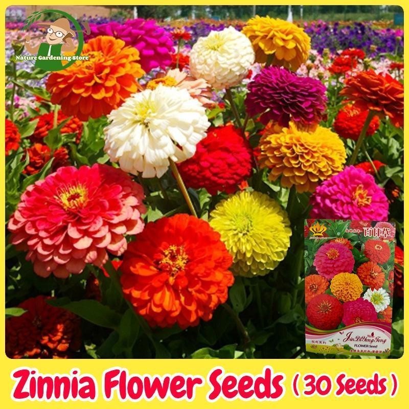 เมล็ดพันธุ์ดอกบานชื่น กลีบซ้อน คละสี Zinnia Elegans Seeds งอกง่าย 30เมล็ด/ซอง Mixed Colors Zinnia Fl