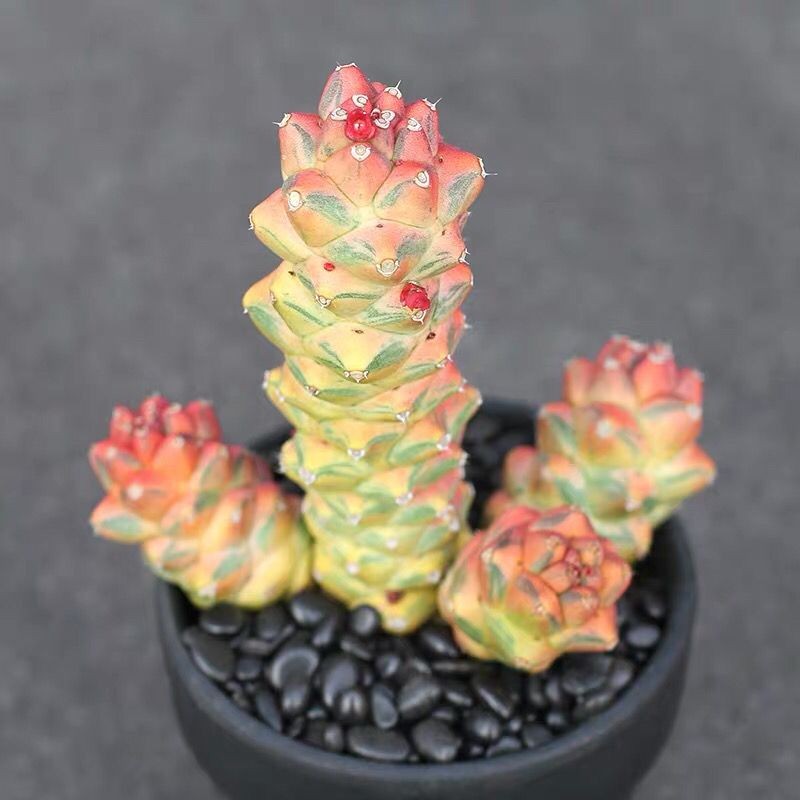ทั่วไป Pavilion Brocade Creative Mutant คอลัมน์อมตะ Dalberd สาขา Blossoming Succulents ขนาดเล็กกระถา