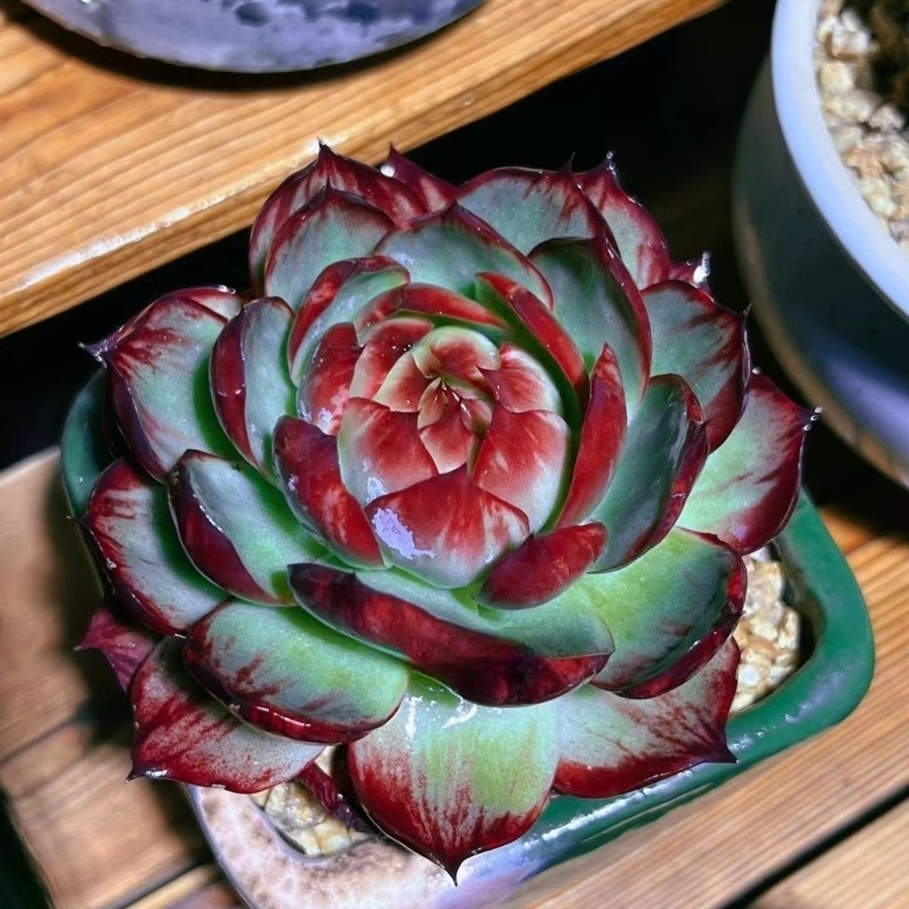 Layer Care Jinghong Fairy นําเข้าจากเกาหลีใต้ Sedum Succulents กระถางต้นไม้ Good Beauty High-End พัน