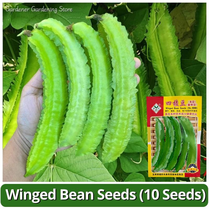 10เมล็ด/แพ็ค เมล็ดพันธุ์ ถั่วพู Winged Bean Seeds Vegetable Seeds for Planting เมล็ดถั่วพู F1 เมล็ดพันธุ์ผัก ผักสวนครัว