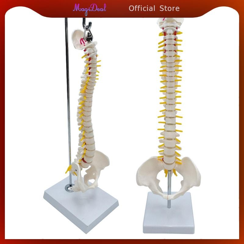 MagiDeal Spine Model คอลัมน์กระดูกสันหลังพร้อมขาตั้ง 17.7" ขนาดชีวิตสําหรับจอแสดงผลเด็กเรียนรู้วิทยาศาสตร์เครื่องมือการศึกษา Study