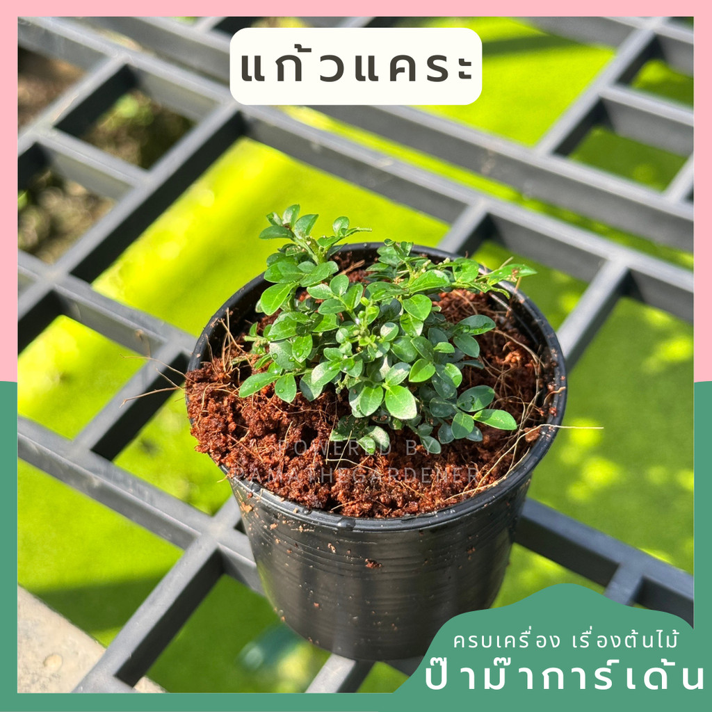 มุมมอง 4