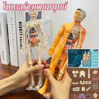 Human Body Model โมเดลร่างกายมนุษย์ 28ซม. ชิ้นส่วนสามารถถอดได้ ของเล่นเพื่อการศึกษา