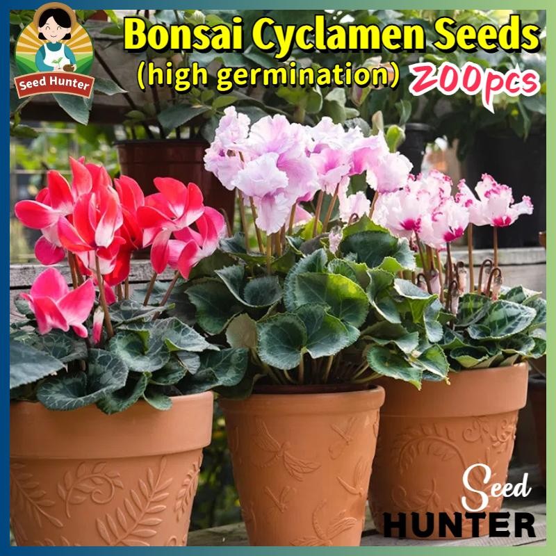 *ปลูกง่ายในเมืองไทย* เมล็ดพันธุ์ ไซคลาเมน คละสี เมล็ดไซคลาเมน บรรจุ 200 เมล็ด Mixed Cyclamen Flower Seed เมล็ดดอกไม้