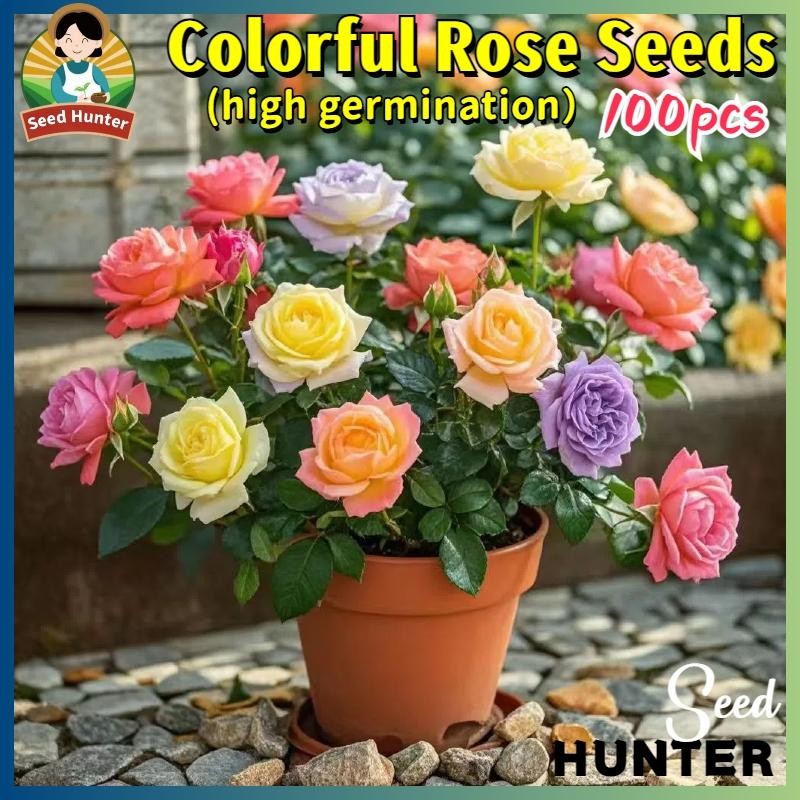 เมล็ดพันธุ์ กุหลาบหลากสี เมล็ดดอกกุหลาบ Colorful Rose Flower Seed 100เมล็ด/แพ็ค เมล็ดดอกไม้ คุณภาพดี ราคาถูก ของแท้ 100%