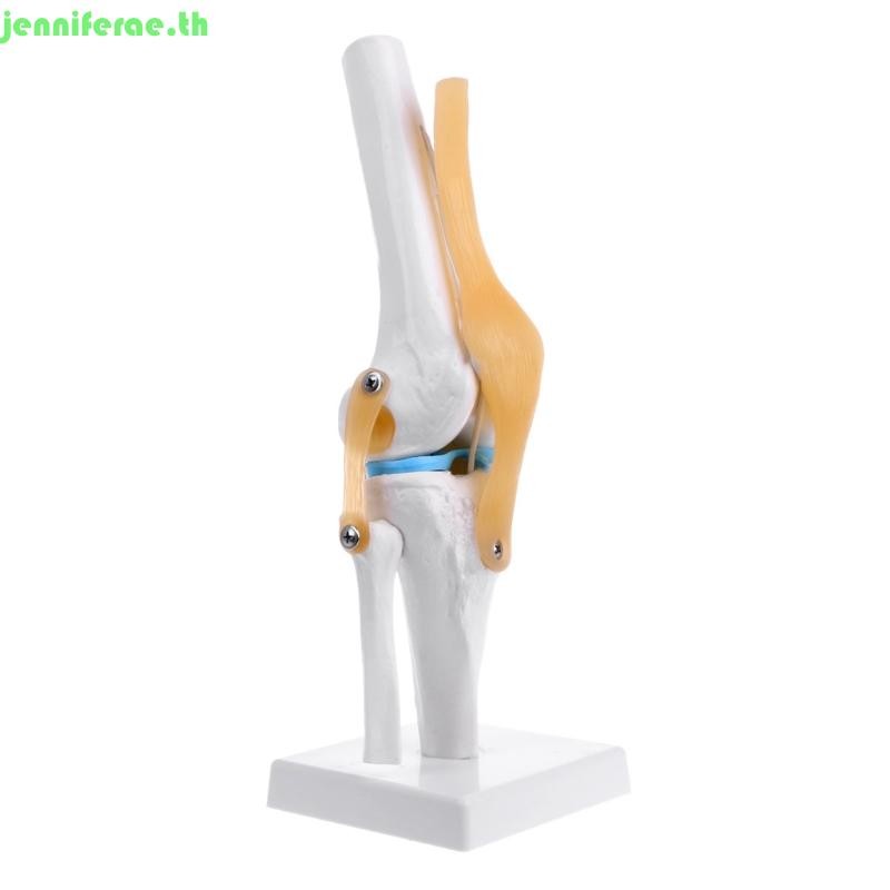 Jennifera Human Anatomical Knee Joint ยืดหยุ่นโครงกระดูกรุ่น Medical Learning Aid Anatomy