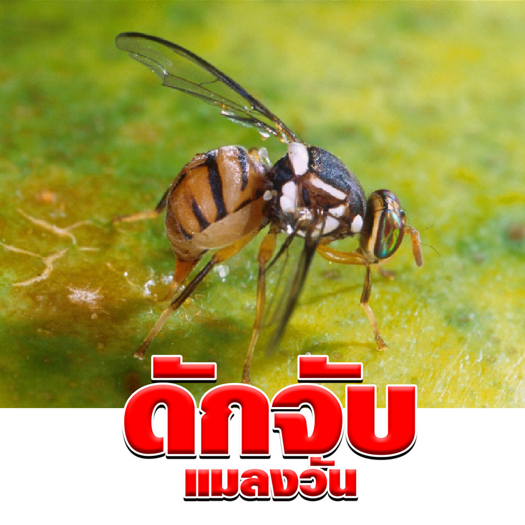 สารล่อแมลงวันทอง เมทิลยูจินอล 120cc. ยี่ห้อ โบตั๋น  ล่อแมลงวันทอง น้ำหอมล่อแมลงวันทอง ตัวล่อแมลงวันทอง สารล่อแมลงวัน - รูปที่ 3