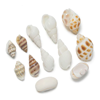 St. kunkka 10 ชิ้นจี้เปลือกหอยหลายสไตล์ Conch ลูกปัดสําหรับ DIY สร้อยข้อมือสร้อยคอทํา