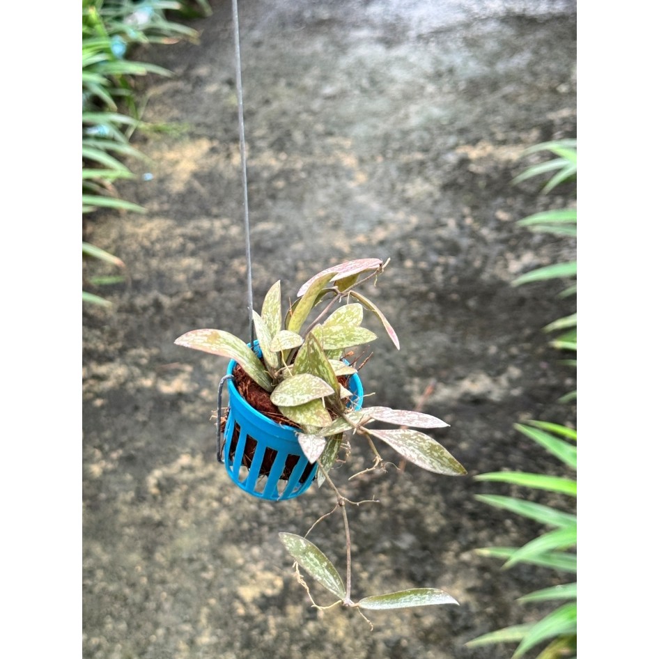 มุมมอง 2