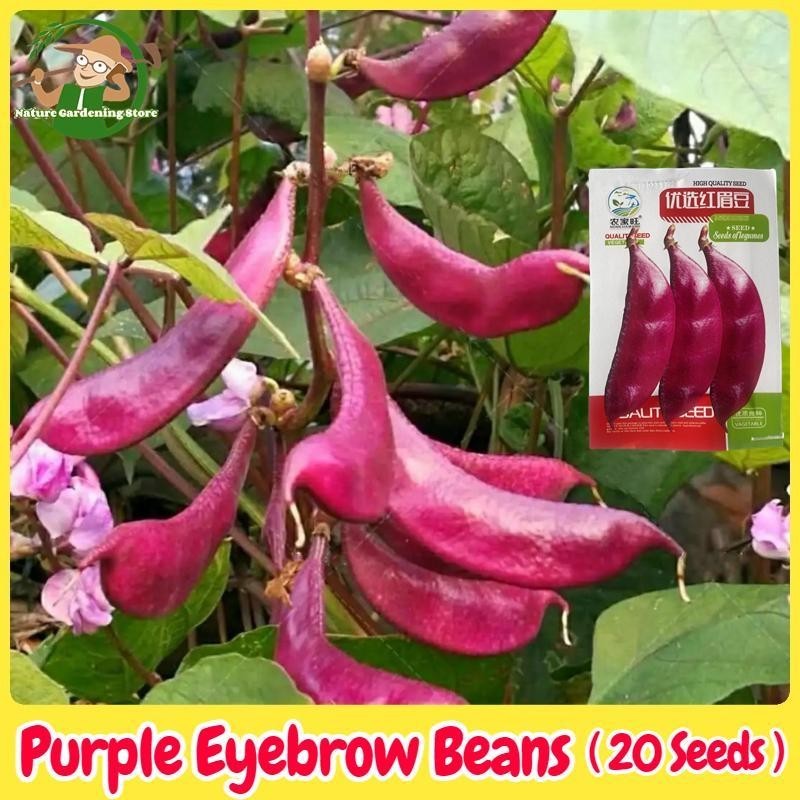 เมล็ดพันธุ์ถั่วแปบหูข้าง (20 เมล็ด/ซอง) Purple Red Eyebrow Beans Seed Lentils Organic Vegetable Seed