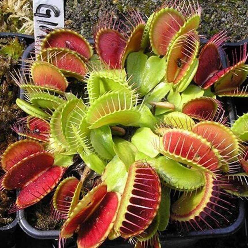 ปลูกง่าย สินค้าดี มีคุณภาพ กาบหอยแครงปากแดง เมล็ดบอนสี (50เมล็ด/ซอง) Venus Flytrap Seeds Fly Trap Funny Plants Seeds
