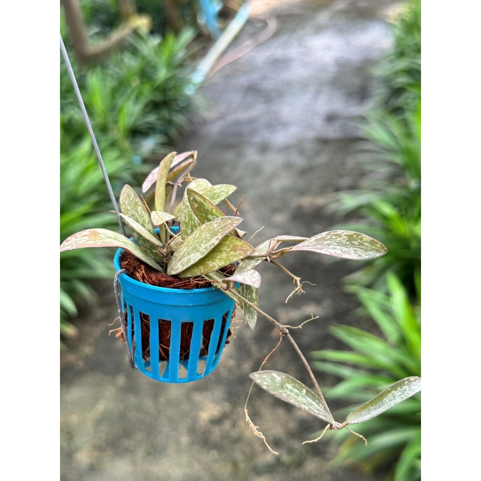 มุมมอง 5