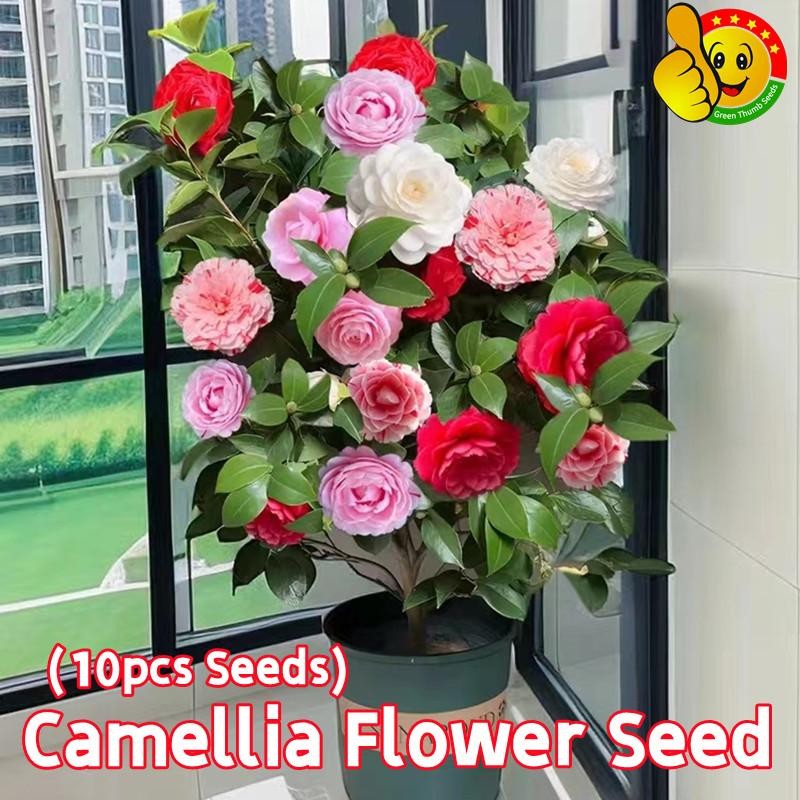 10 เมล็ด คามิเลีย เมล็ดพันธุ์ Bonsai Camellia Flower Seeds Camellia Plant Seeds ดอกไม้ เมล็ดพันธุ์ เมล็ดดอกไม้ ไม้ประดับ