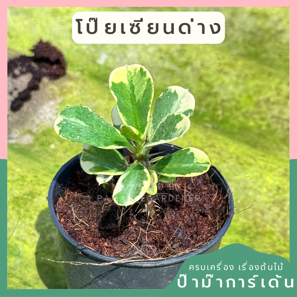 โป๊ยเซียนด่าง พร้อมกระถาง 3 นิ้ว