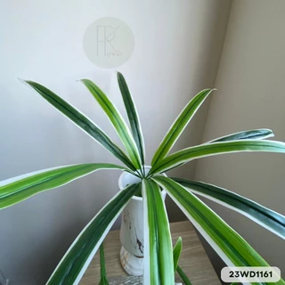 ใบเตยต้น 12 ใบ สูง 50 cm. (ใบเตยอย่างดี 1ต้นมี 12 ใบดัดได้) ใช้ตกแต่ง ใบไม้ปลอม ใส่แจกัน สวย สีสด ทน