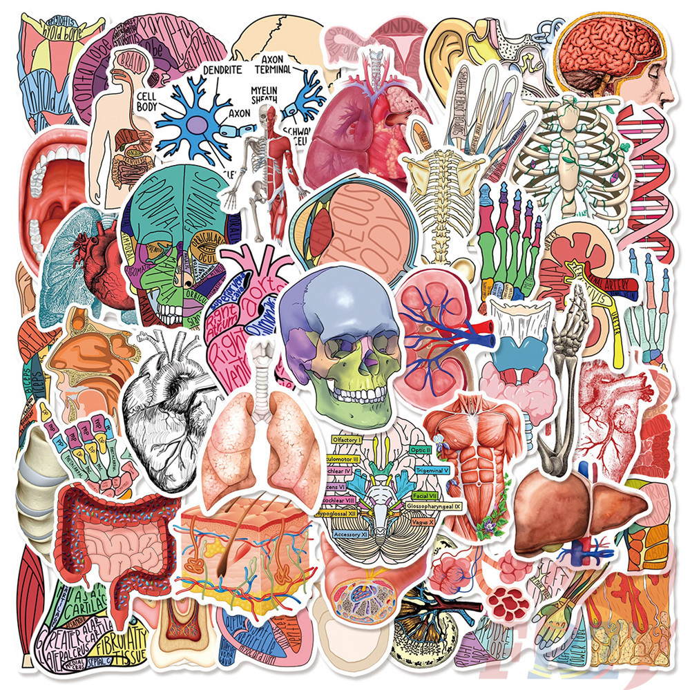 ❉ Human Anatomy Art Series 05 สติ๊กเกอร์ ❉ 50 ชิ้น/เซ็ต DIY กันน้ําแฟชั่น Decals สติ๊กเกอร์ Doodle