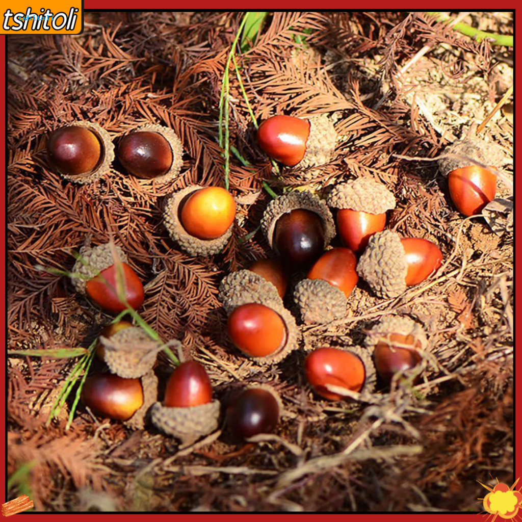 {tshitoli} 50 ชิ้น/เซ็ต Long Lasting False Acorns Anti-fade