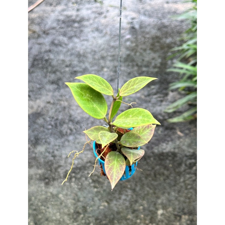 มุมมอง 3