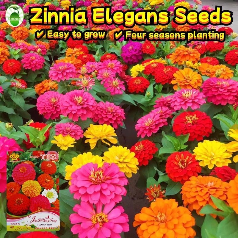 เมล็ดพันธุ์ดอกบานชื่น กลีบซ้อน คละสี Zinnia Elegans Seeds - งอกง่าย 30เมล็ด/ซอง Mixed Colors Zinnia 