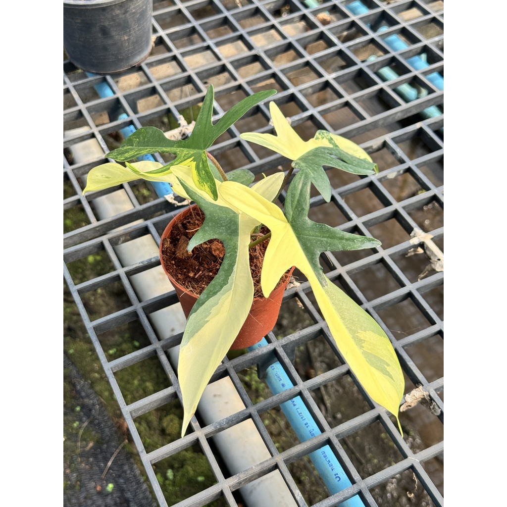 มุมมอง 4