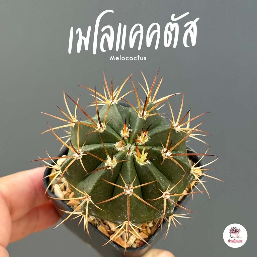 เมโลแคคตัส Melocactus #กระถาง2นิ้ว แคคตัส กระบองเพชร cactus&succulent
