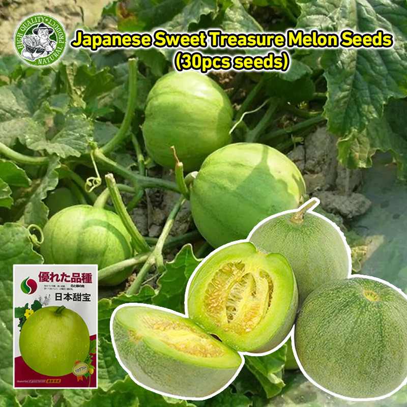 หวานกรอบ เมล็ดพันธุ์ เมล่อนแอปเปิล Crispy Sweet Japanese