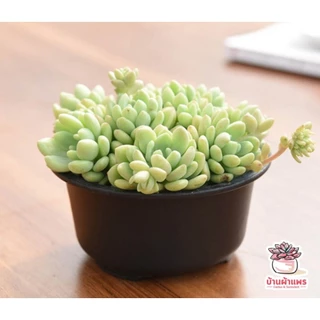 [HGP] กระถางกลมทรงเตี้ย กระถางพลาสติก แคคตัส กระบองเพชร ไม้อวบน้ำ Cactus&Succulent