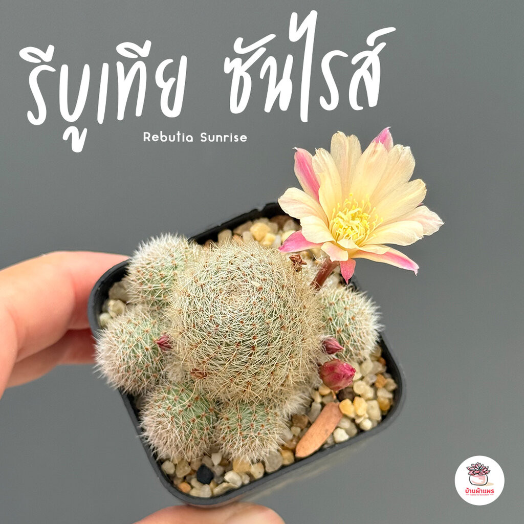 รีบูเทีย ซันไรส์ Rebutia Sunrise แคคตัส กระบองเพชร cactus&succulent