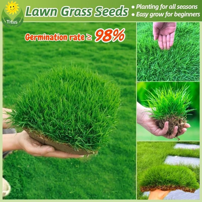 เมล็ดพันธุ์ หญ้าสนามหญ้า 200เมล็ด/แพ็ค Lawn Grass Seeds Bermuda Grass Seed เมล็ดดอกไม้ หญ้าปูสนาม เมล็ดหญ้า เมล็ดบอนสี
