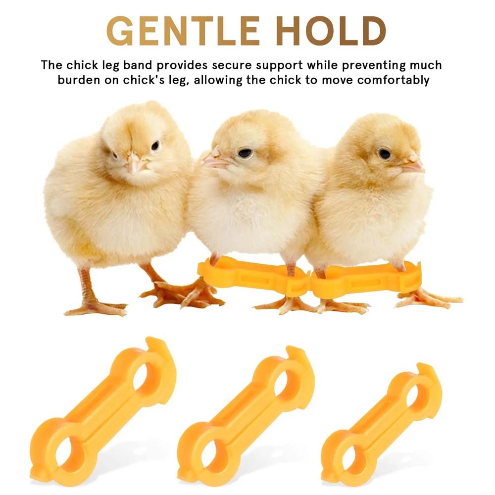 Chick Leg Stabilizer Baby Birds Splay Legs Correction Band ทารกแรกเกิดขาไก่ Hobble Brace Support Bird ขาสนับสนุน
