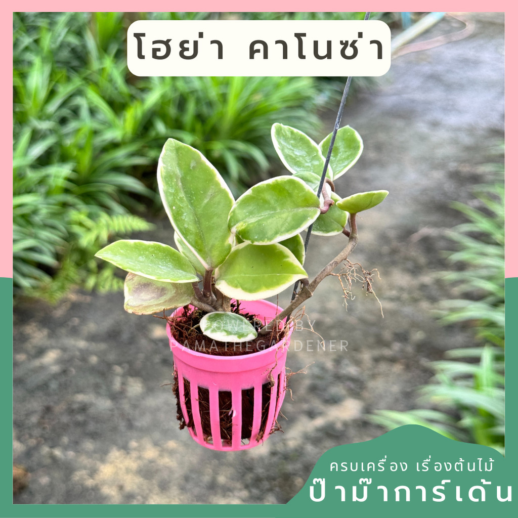 โฮย่าด่างชมพู Hoya Carnosa กระถางสี 1 นิ้ว พร้อมลวดแขวน