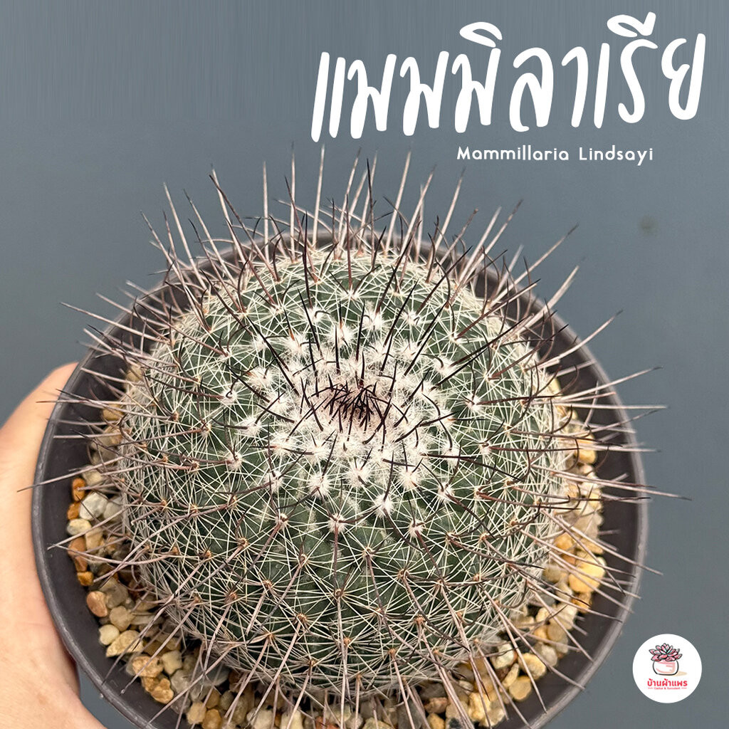 แมมมิลาเรีย Mammillaria Lindsayi แคคตัส กระบองเพชร cactus&succulent