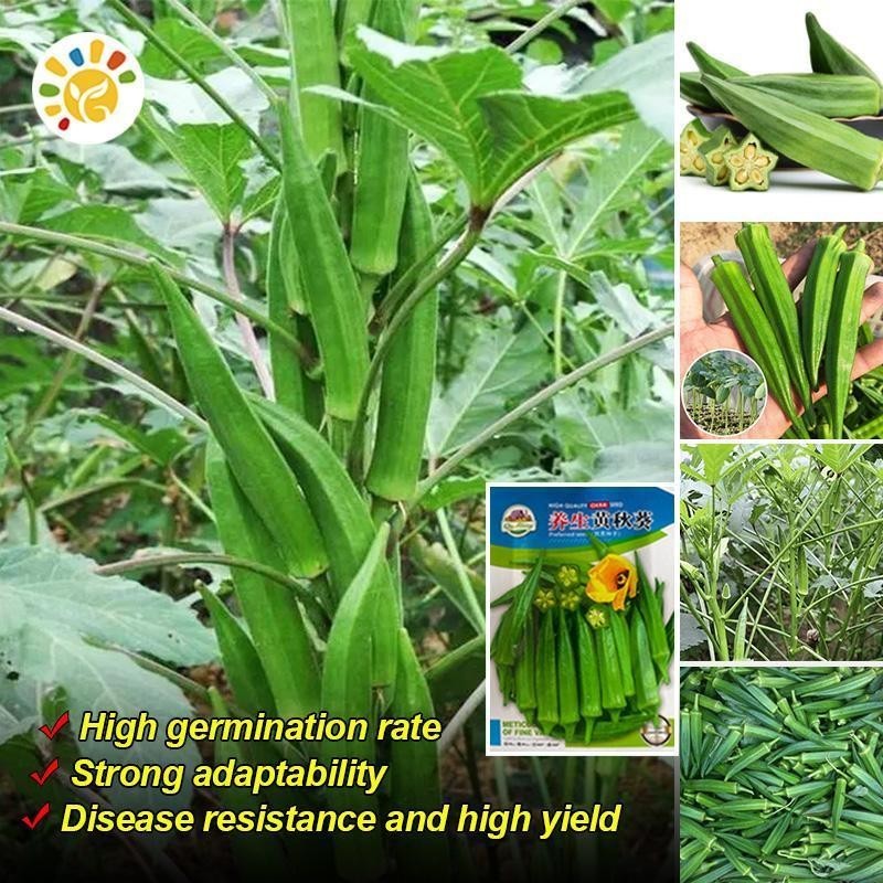 60 เมล็ด เมล็ดพันธุ์กระเจี๊ยบ Green Okra Seeds for Sale F1 Smooth Green Variety Okra Seeds Organic L