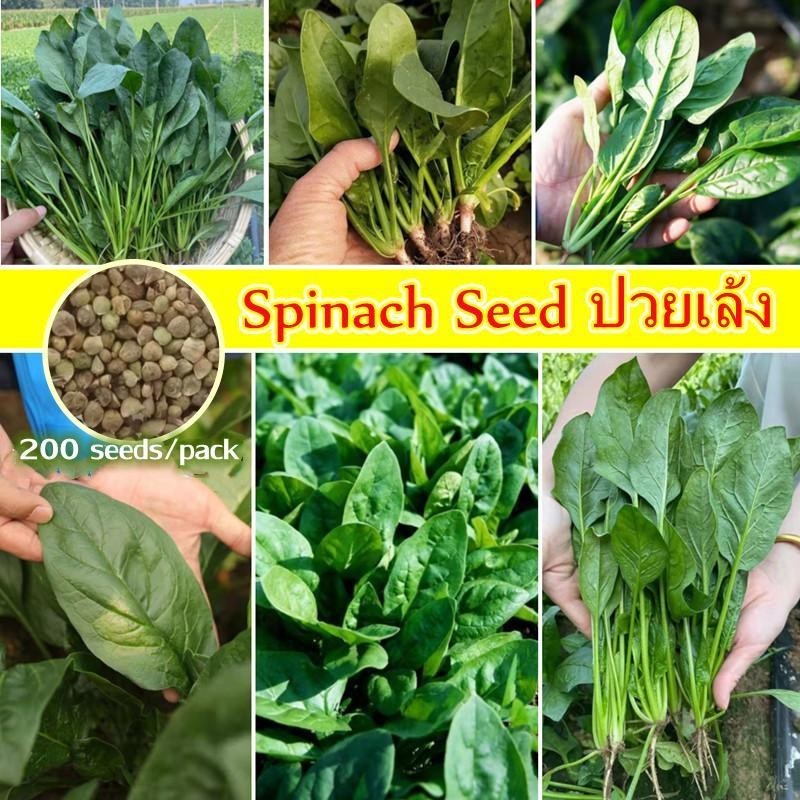 ปวยเล้ง เมล็ดพันธุ์ Spinach Seeds งอกง่าย 200เมล็ด/ซอง ใบใหญ่มาก🌱ทานอร่อย เมล็ดปวยเล้ง Chinese Spinach Vegetable Seeds