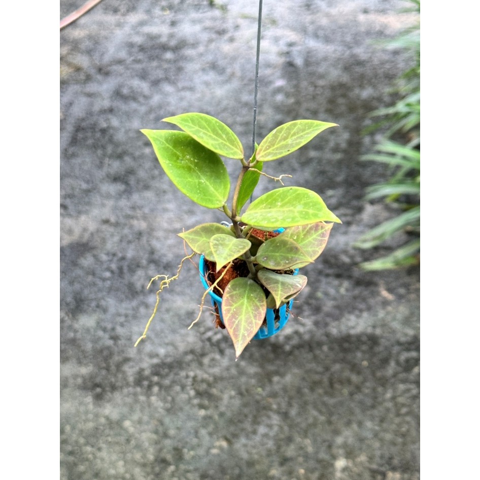 มุมมอง 5