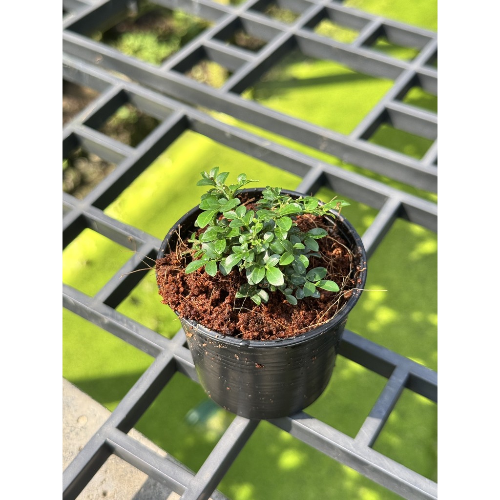 มุมมอง 2