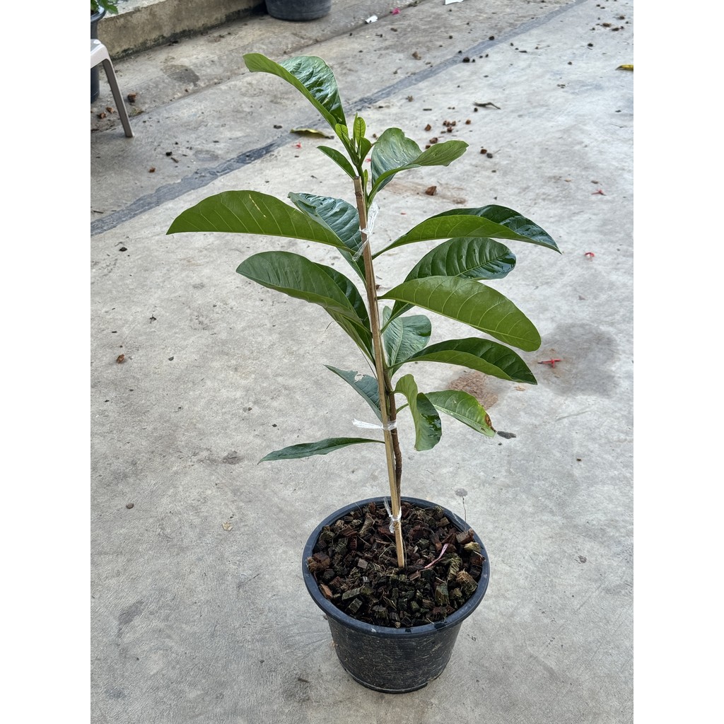 มุมมอง 4