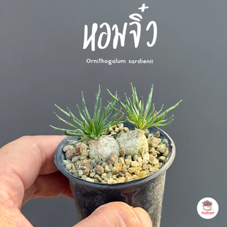 หอมจิ๋ว ออร์นิโทกาลัม Ornithogalum ไม้อวบน้ำ กุหลาบหิน Cactus&Succulent หลากหลายสายพันธุ์