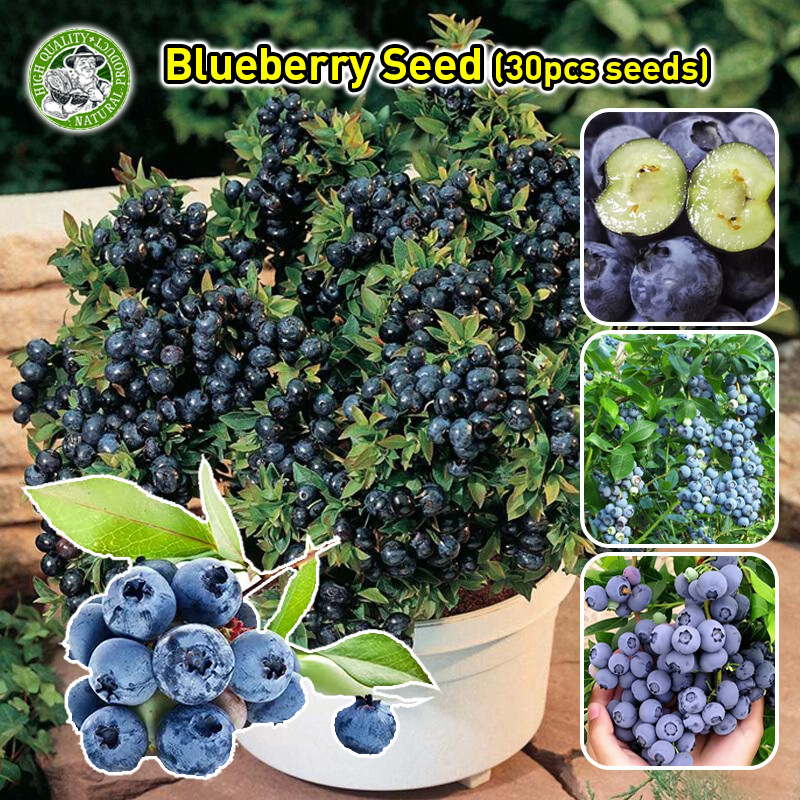 เมล็ดพันธุ์ บลูเบอร์รี่ Blueberry seeds เมล็ดพันธุ์บลูเบอร์รี่ บลูเบอร์รี่ Original Delicious Edible Bonsai Blueberry
