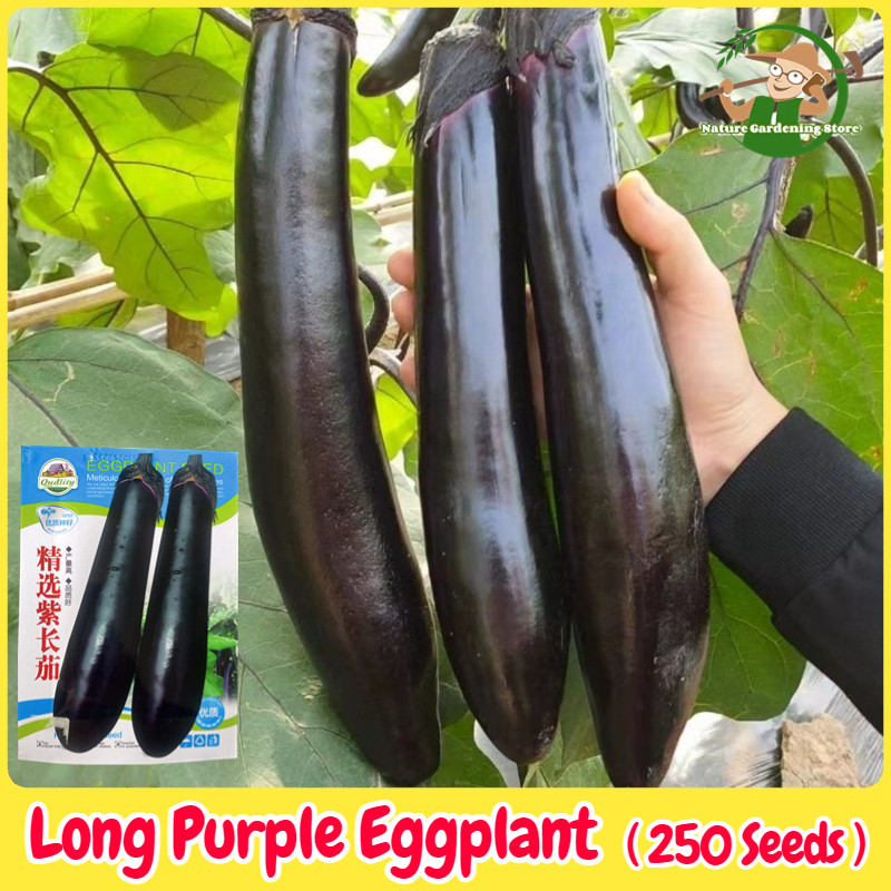 เมล็ดพันธุ์มะเขือยาว ประมาณ 250เมล็ด Purple Eggplant Seed Organic Vegetable Seeds for Planting