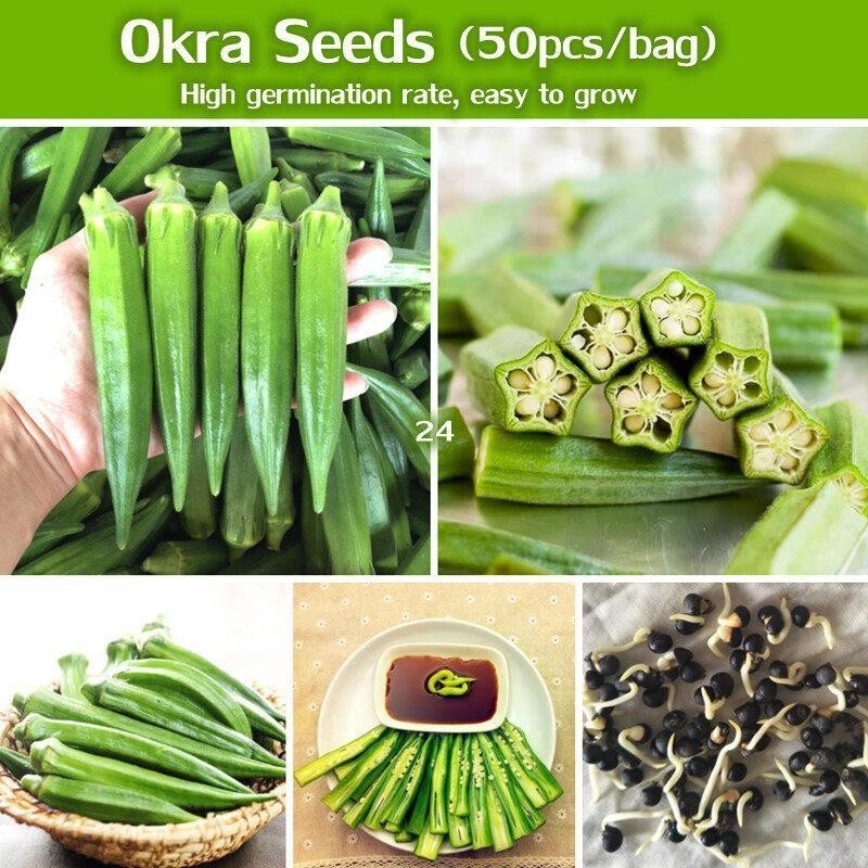 เมล็ดพันธุ์ ผักกระเจี๊ยบ 50 ชิ้น/ถุง High Yield Okra Seeds Smooth Green Okra Seed Red Okra Seeds Veg