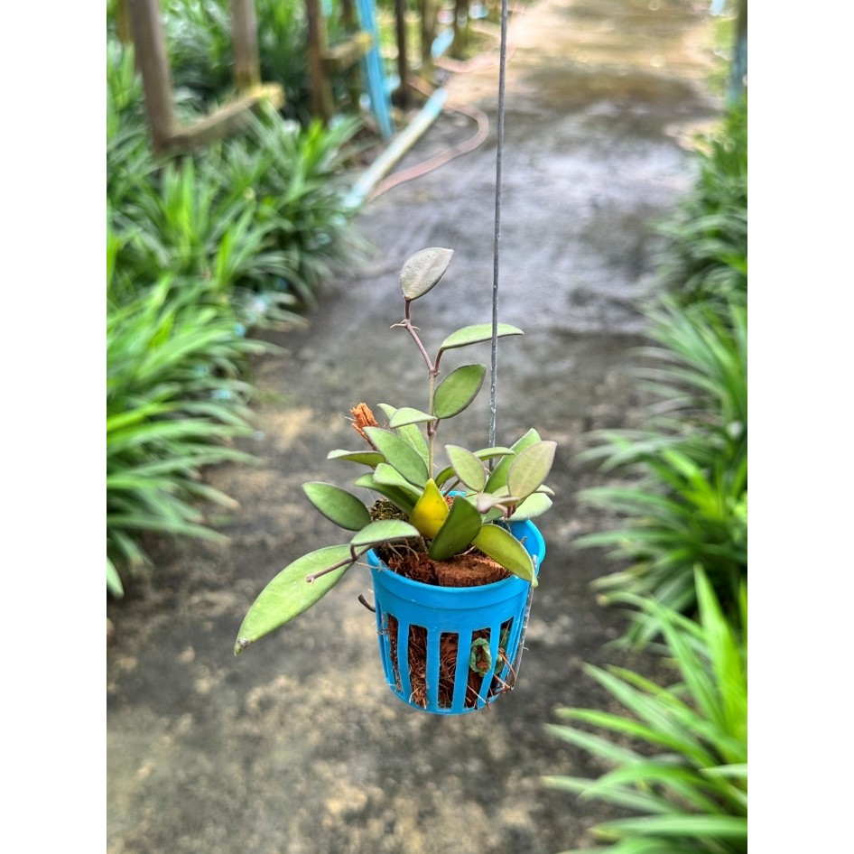 มุมมอง 3