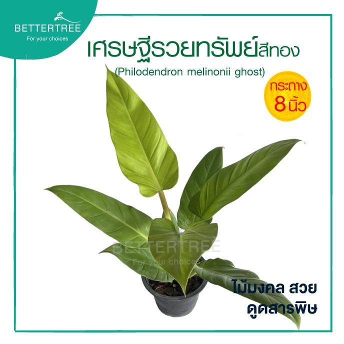 เศรษฐีรวยทรัพย์สีทอง กระถาง 8 นิ้ว ไม้มงคล ไม้ฟอกอากาศ