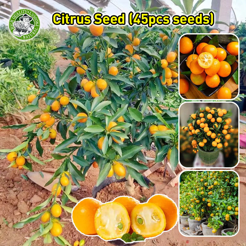 🌱ปลูกง่าย Citrus Seed ส้มจี๊ด เมล็ดสด 100% ส้มจี๊ด เมล็ดพันธุ์ Dwarf Tasty Citrus Seed Edible Bonsai Citrus Tree Seeds