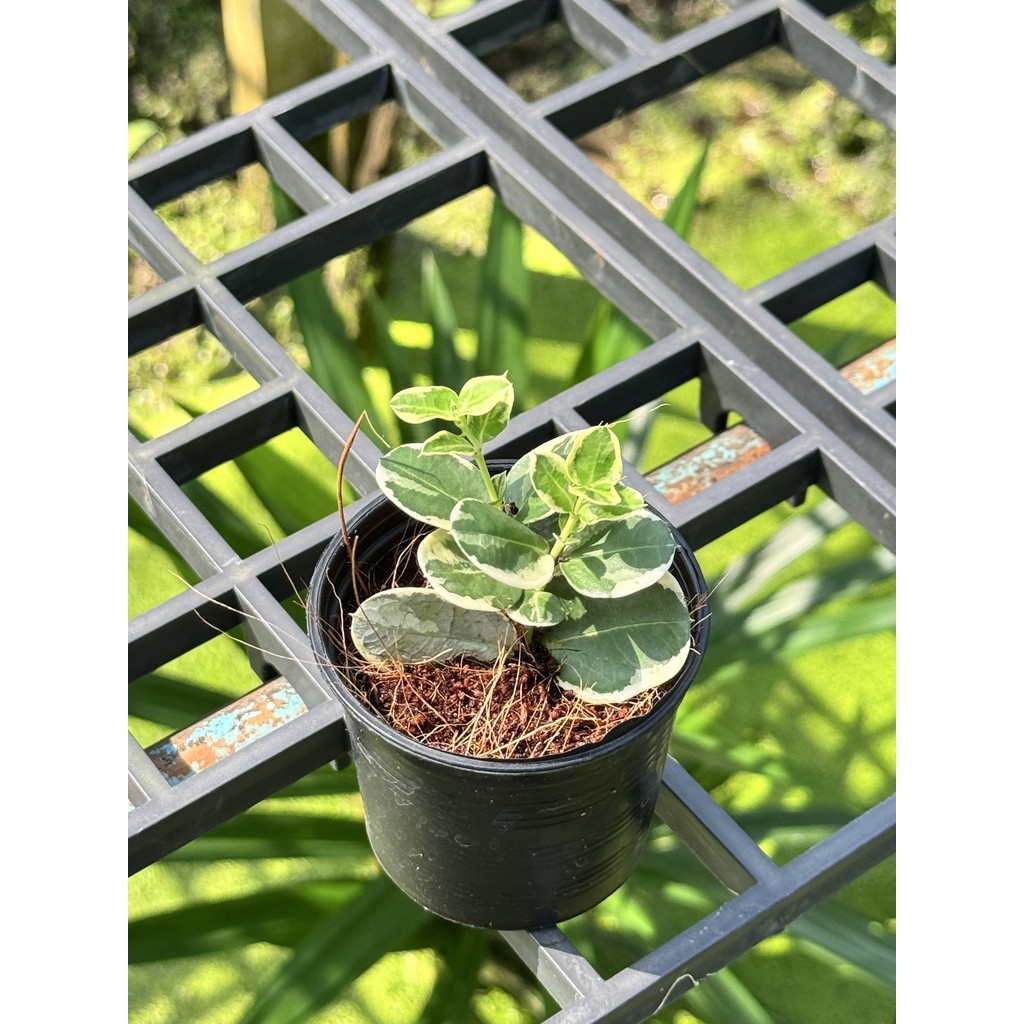 มุมมอง 2