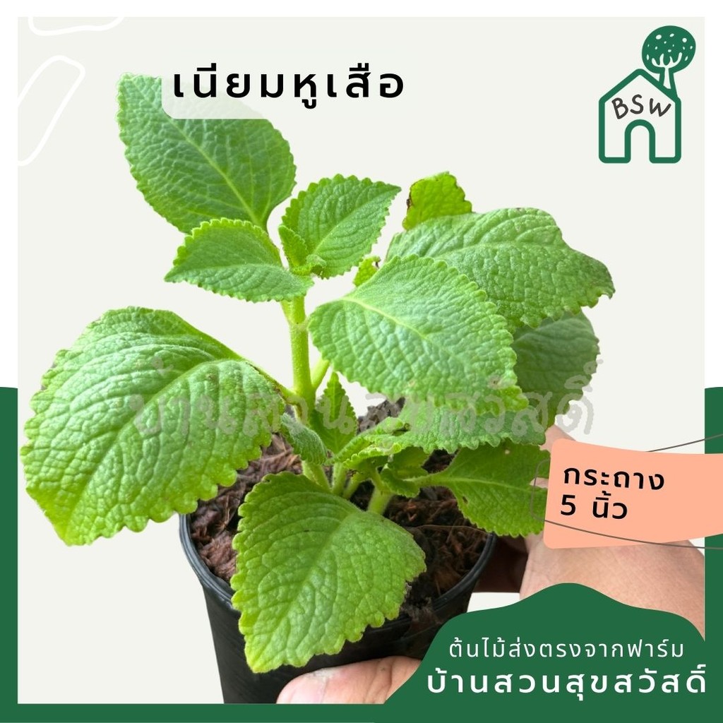 เนียมหูเสือ สนุมไพรไทย ส่งพร้อมกระถาง