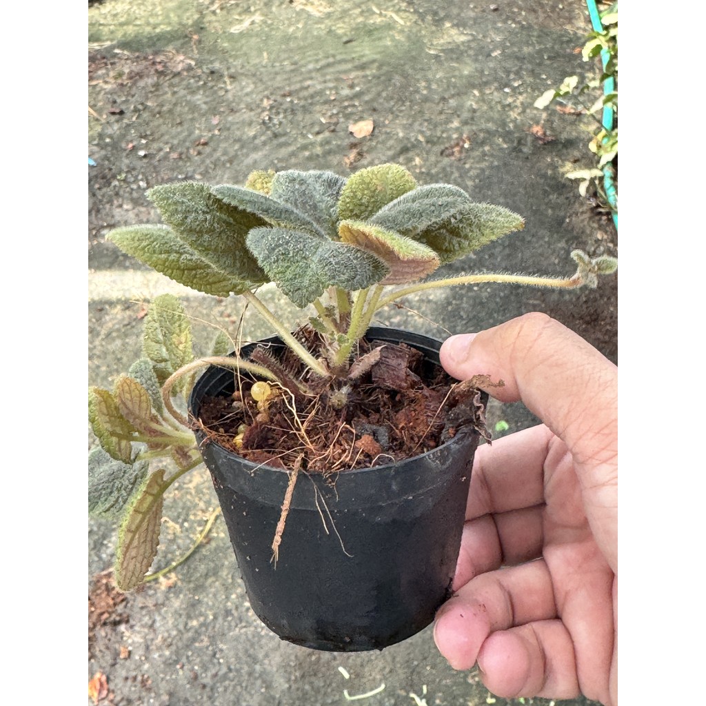 มุมมอง 3